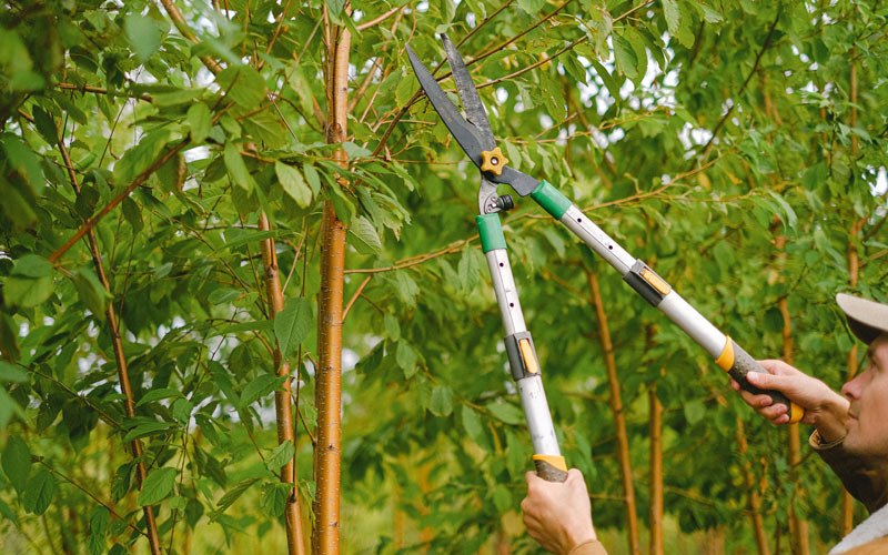 Tree trimming in Omak, WA